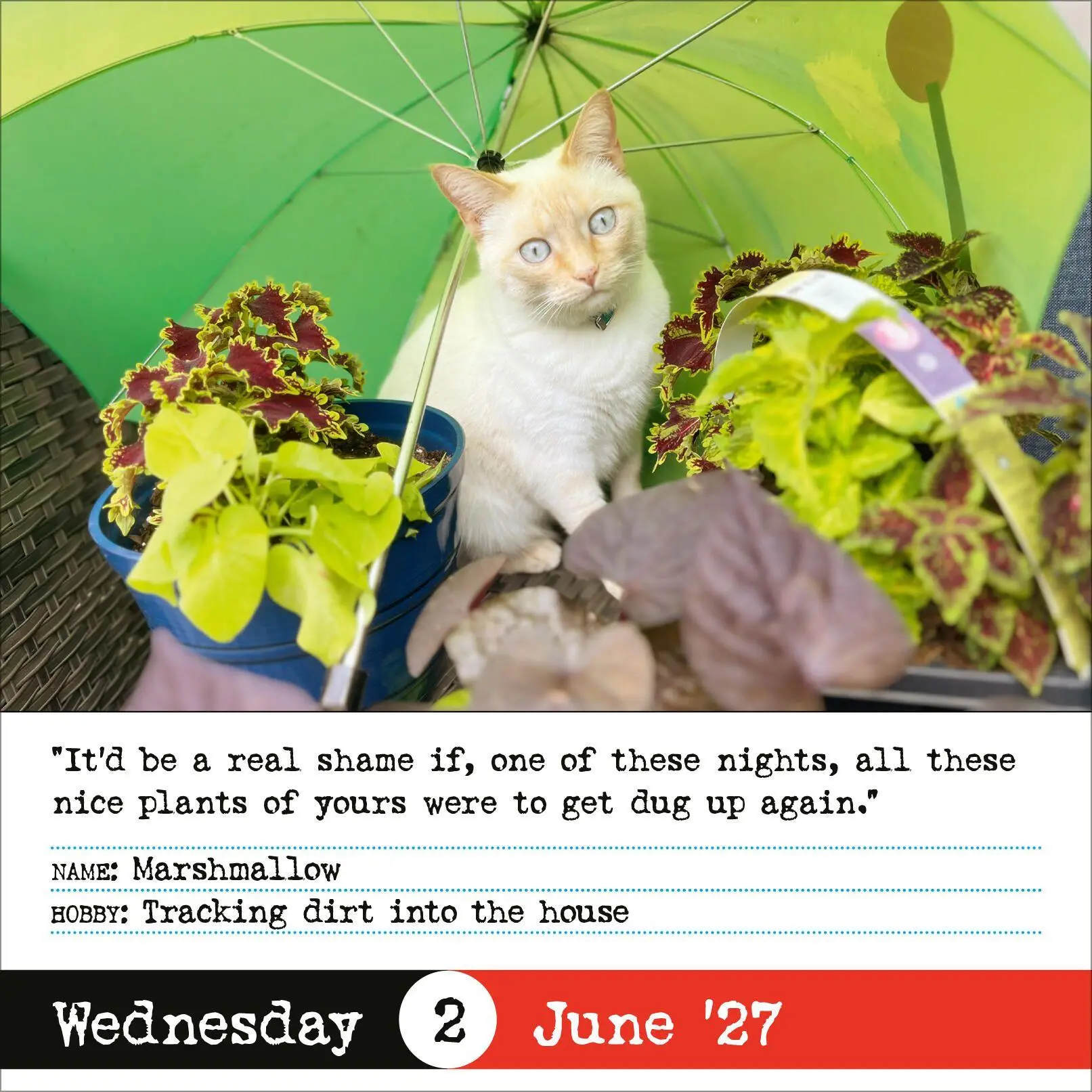 Bild: 9781523534517 | Bad Cat Page-A-Day® Calendar 2027 | 365 Not-So-Pretty Kitties | 2027