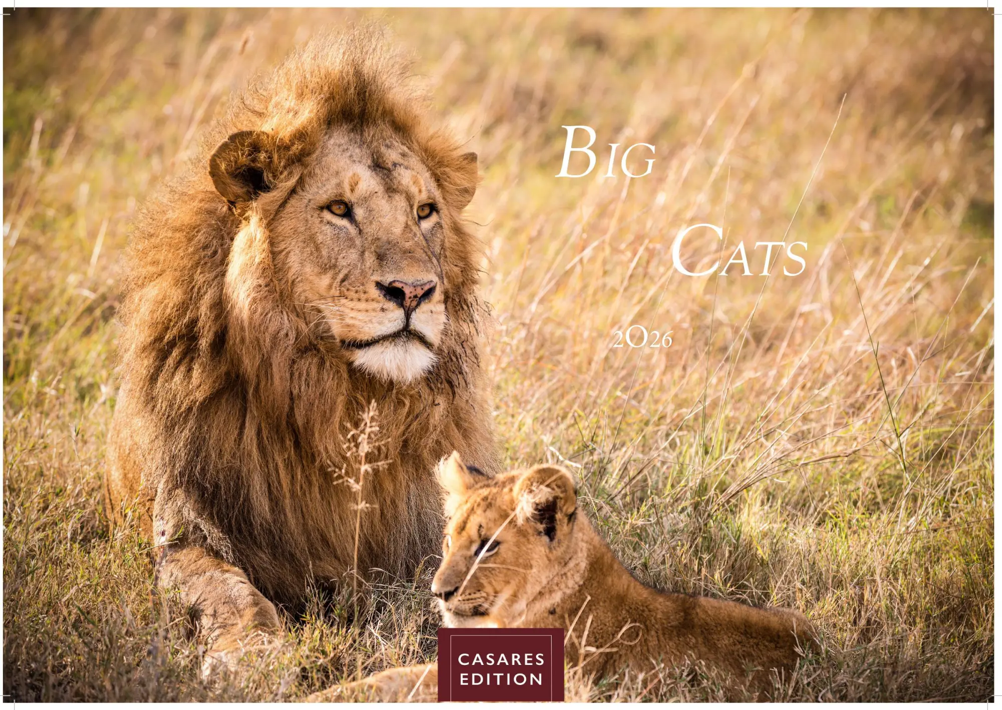 Cover: 9781835244517 | Big Cats Kalender 2026 - Wandkalender Fotokalender Tier 24x35cm -...
