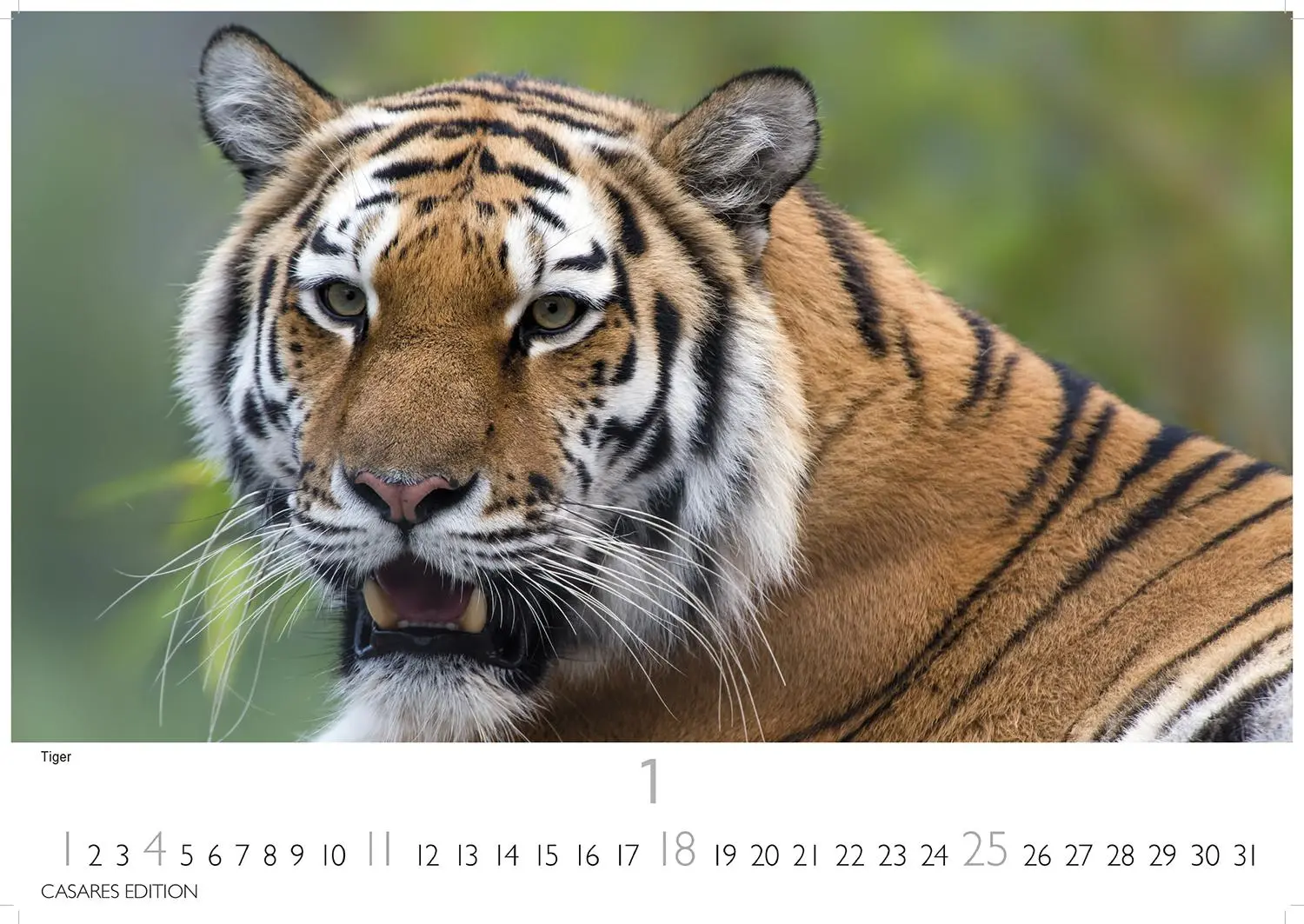 Bild: 9781835244517 | Big Cats Kalender 2026 - Wandkalender Fotokalender Tier 24x35cm -...