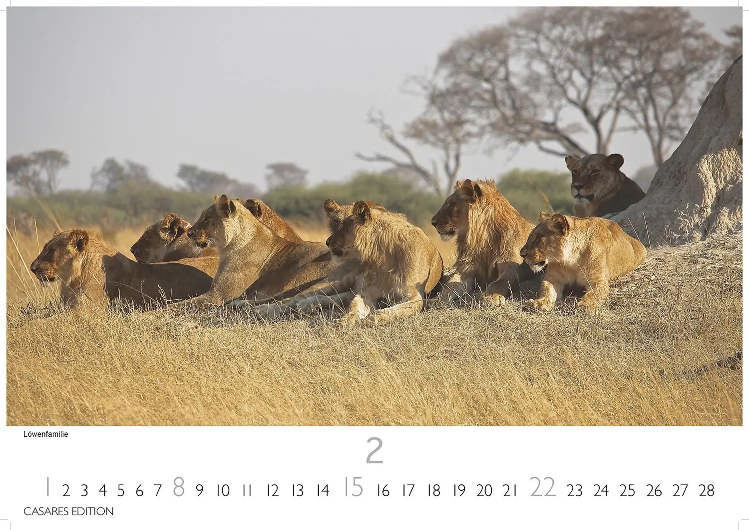 Bild: 9781835244517 | Big Cats Kalender 2026 - Wandkalender Fotokalender Tier 24x35cm -...