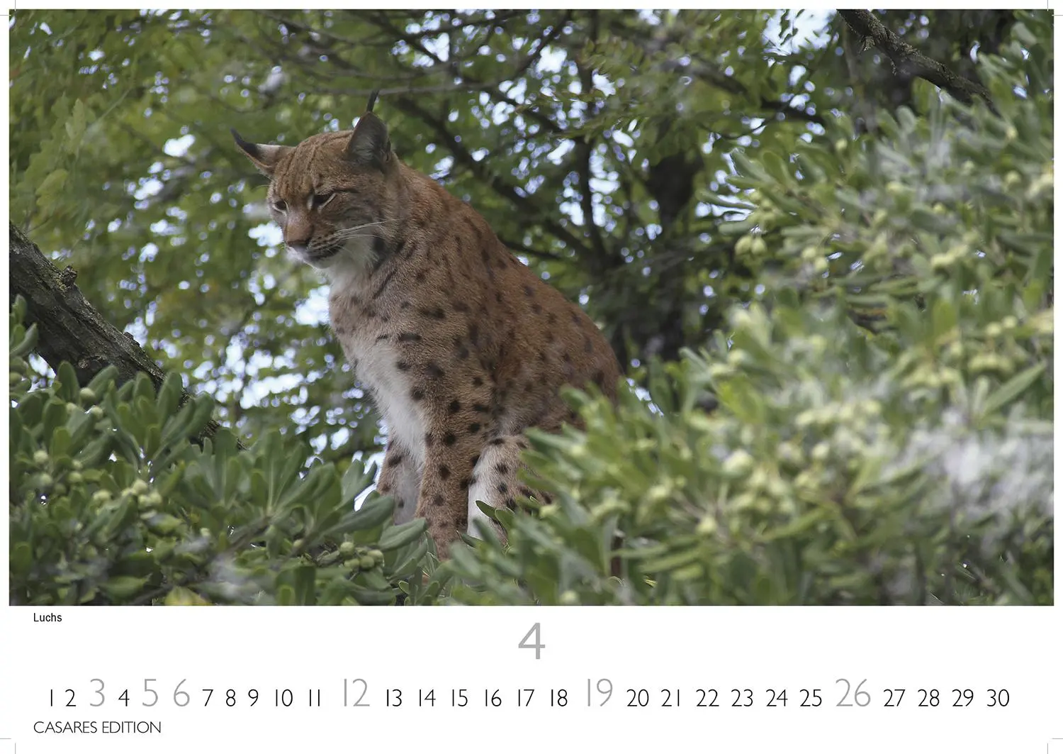 Bild: 9781835244517 | Big Cats Kalender 2026 - Wandkalender Fotokalender Tier 24x35cm -...