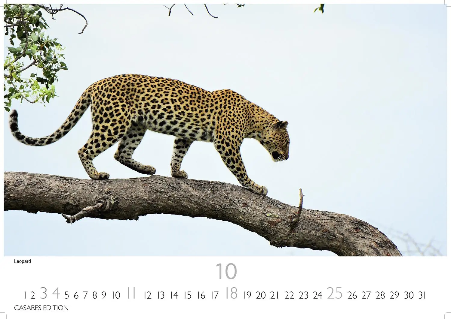 Bild: 9781835244517 | Big Cats Kalender 2026 - Wandkalender Fotokalender Tier 24x35cm -...