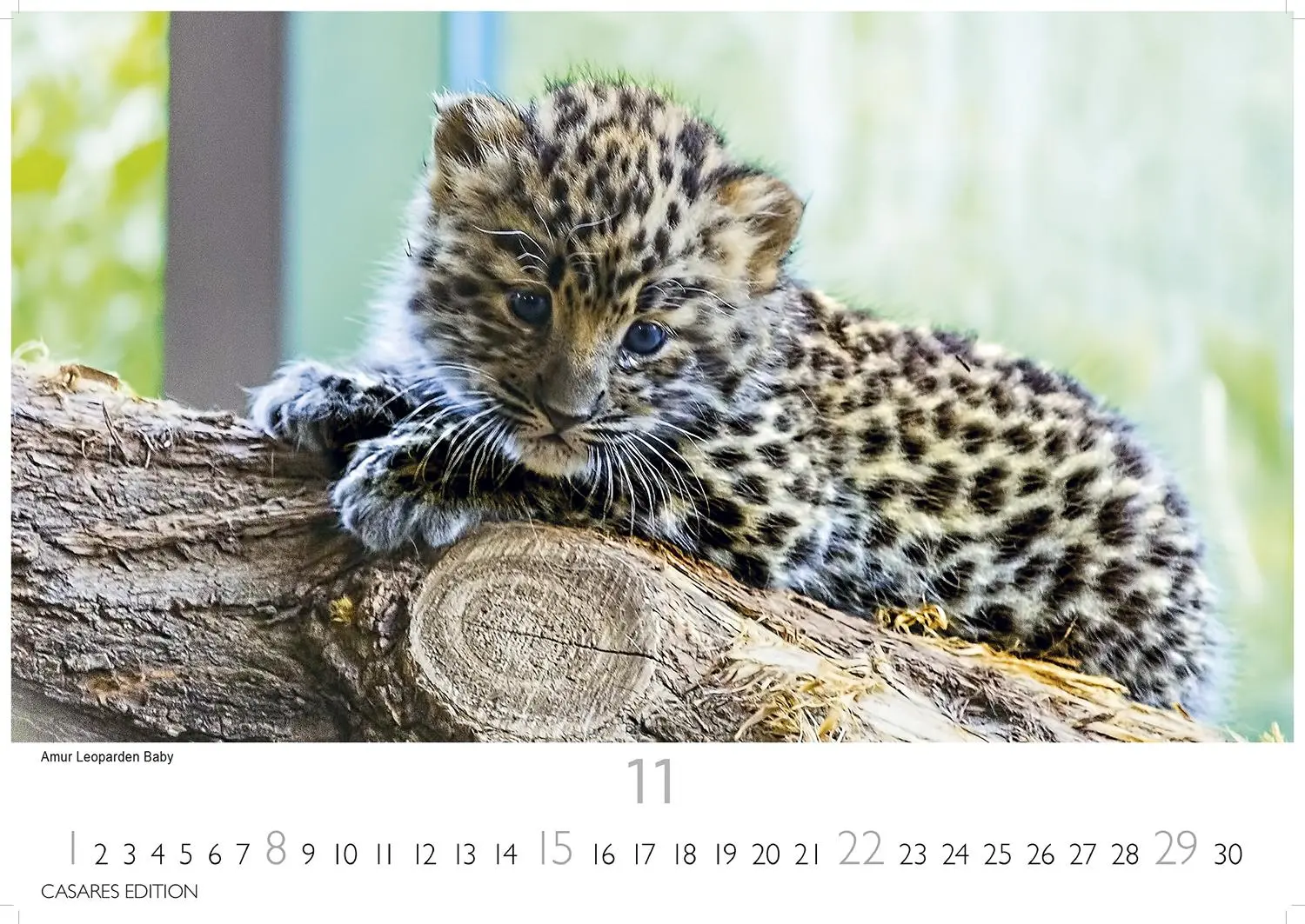 Bild: 9781835244517 | Big Cats Kalender 2026 - Wandkalender Fotokalender Tier 24x35cm -...