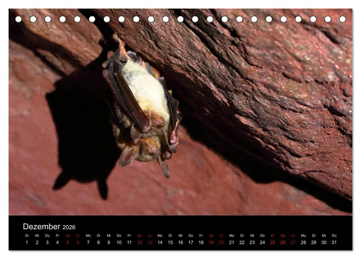 Bild: 9783457844717 | Fledermäuse - Jäger der Nacht (Tischkalender 2026 DIN A5 quer),...