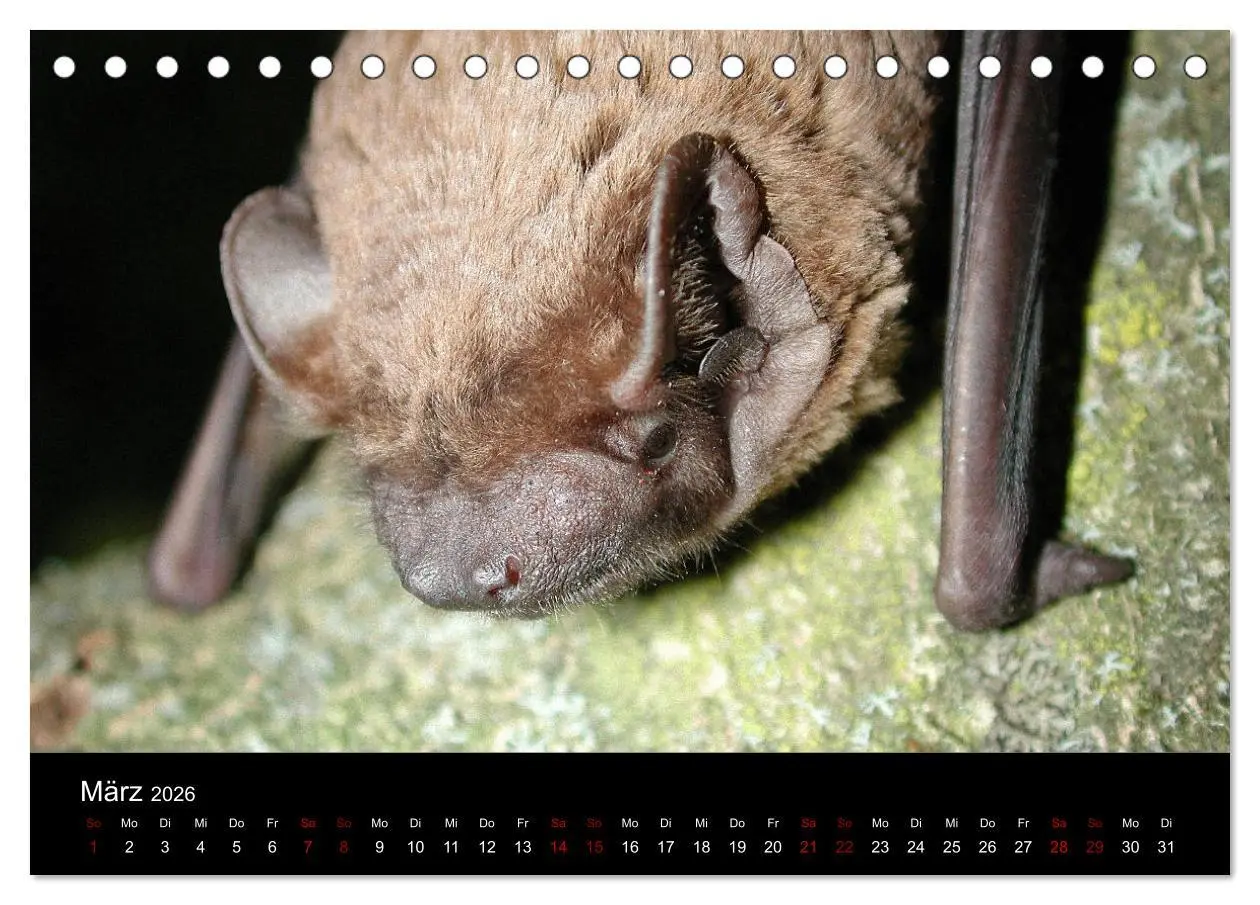 Bild: 9783457844717 | Fledermäuse - Jäger der Nacht (Tischkalender 2026 DIN A5 quer),...