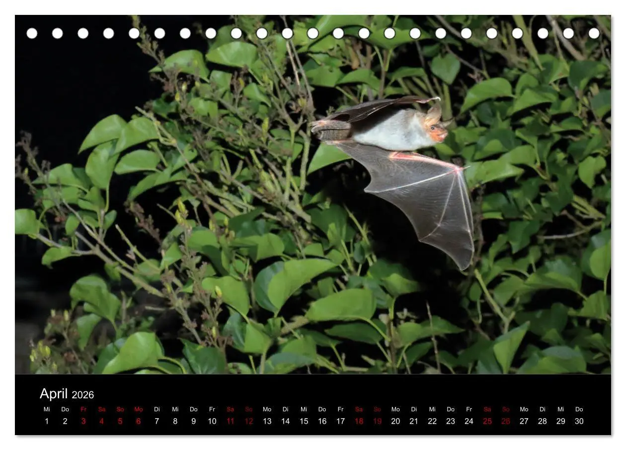 Bild: 9783457844717 | Fledermäuse - Jäger der Nacht (Tischkalender 2026 DIN A5 quer),...