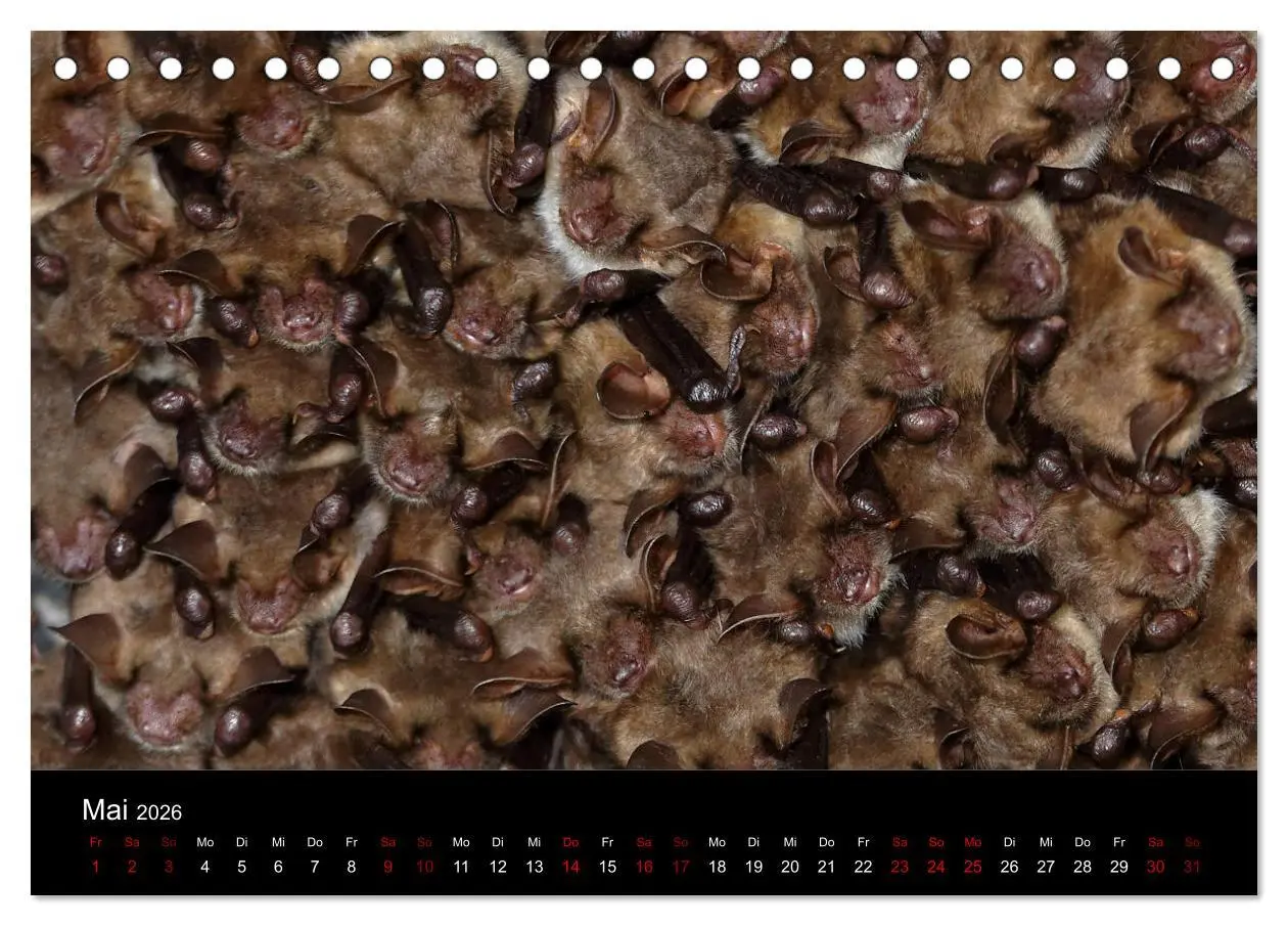 Bild: 9783457844717 | Fledermäuse - Jäger der Nacht (Tischkalender 2026 DIN A5 quer),...