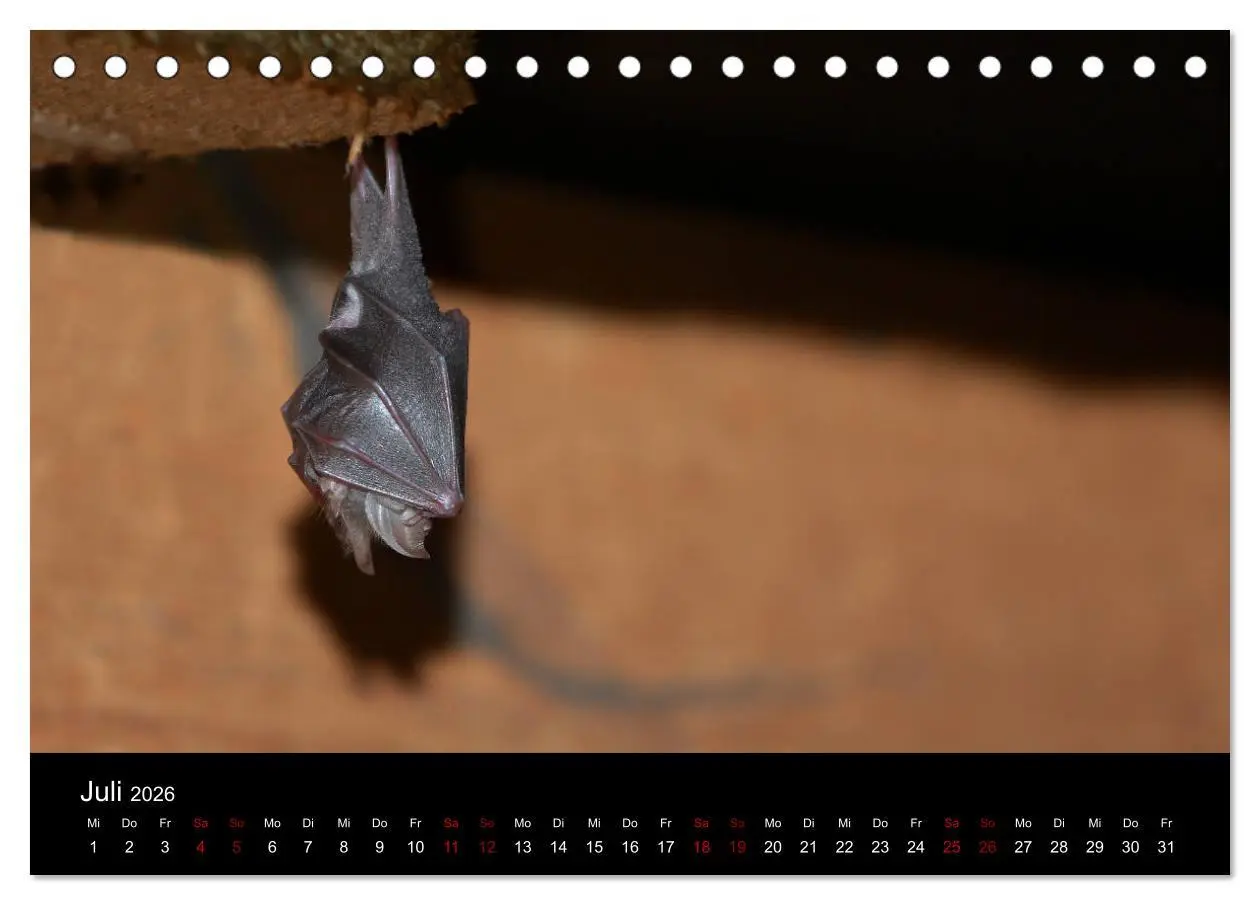 Bild: 9783457844717 | Fledermäuse - Jäger der Nacht (Tischkalender 2026 DIN A5 quer),...