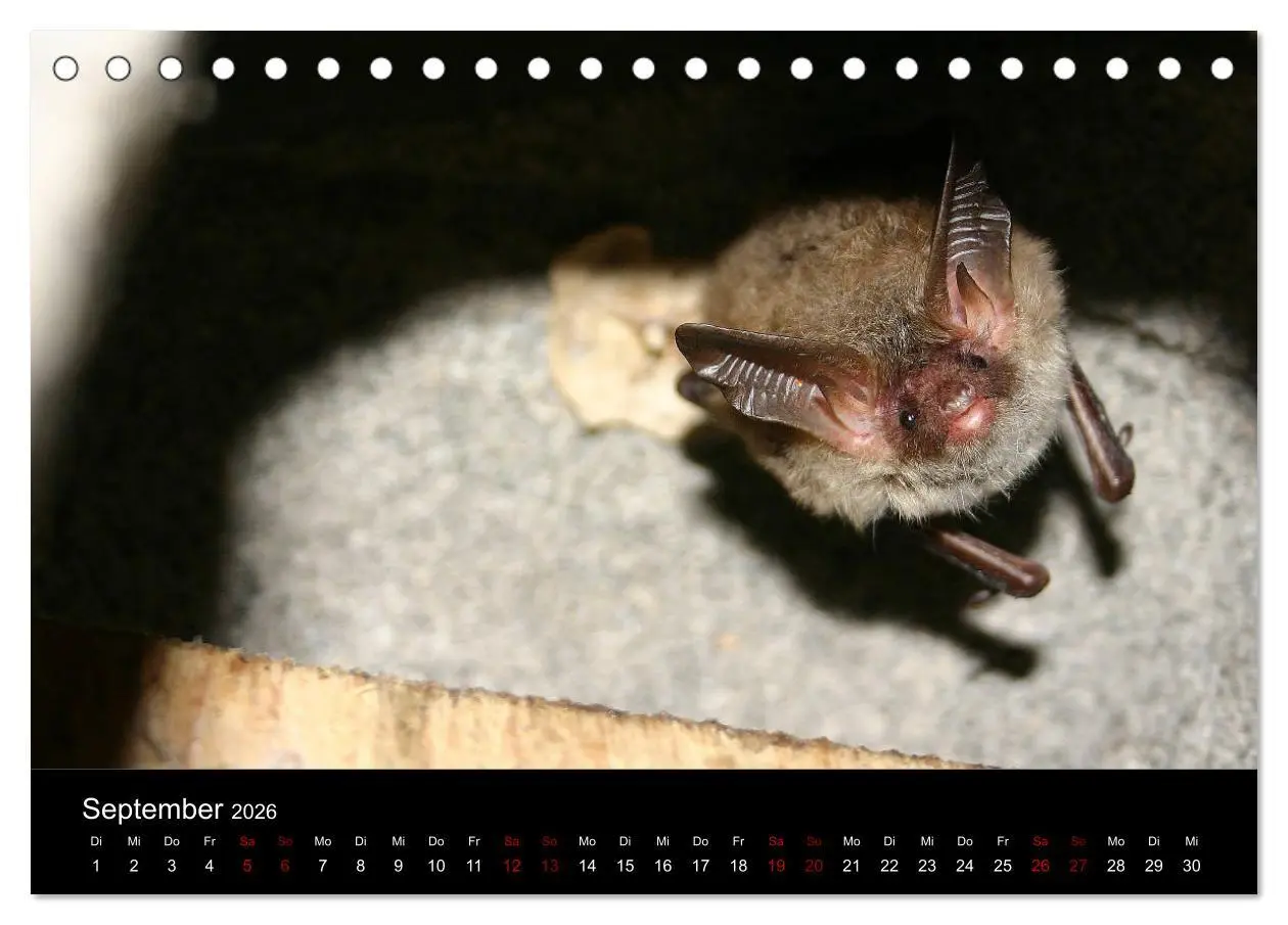 Bild: 9783457844717 | Fledermäuse - Jäger der Nacht (Tischkalender 2026 DIN A5 quer),...