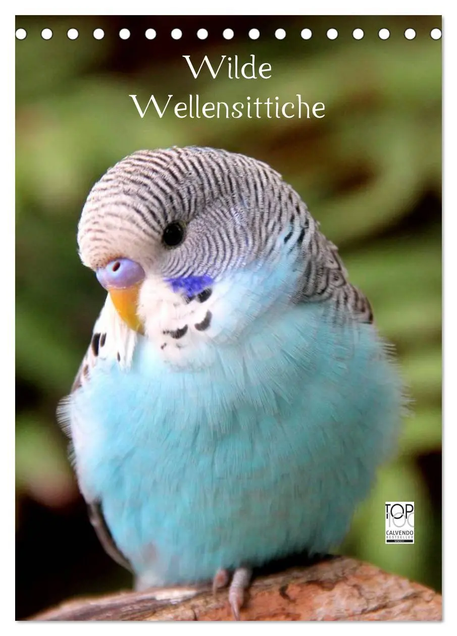Cover: 9783516484717 | Wilde Wellensittiche (Tischkalender 2026 DIN A5 hoch), CALVENDO...