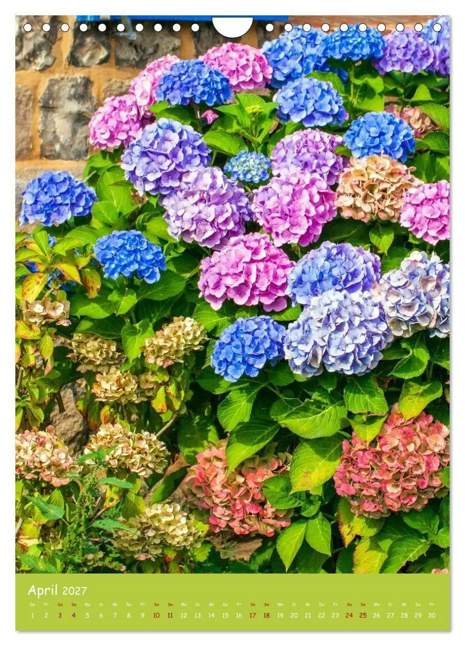 Bild: 9783516794717 | Mein Hortensientraum (Wandkalender 2027 DIN A4 hoch), CALVENDO...