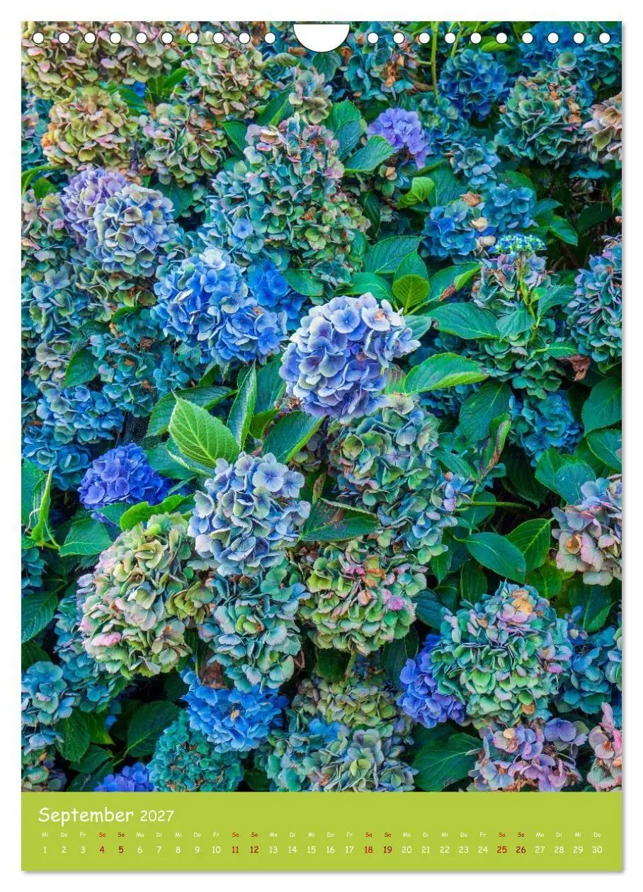 Bild: 9783516794717 | Mein Hortensientraum (Wandkalender 2027 DIN A4 hoch), CALVENDO...