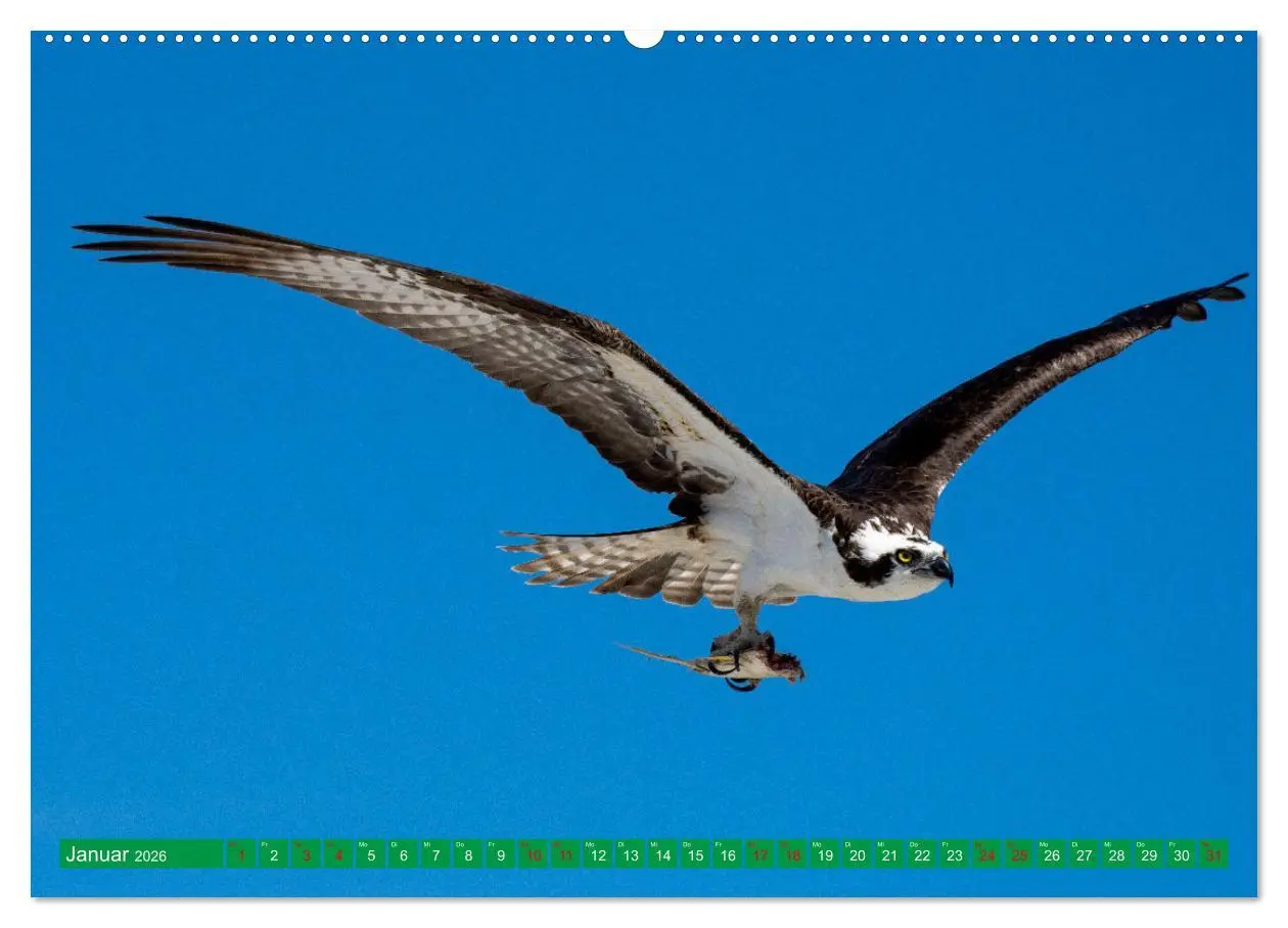 Bild: 9783457514917 | Greifvögel - wild und schön (Wandkalender 2026 DIN A2 quer),...