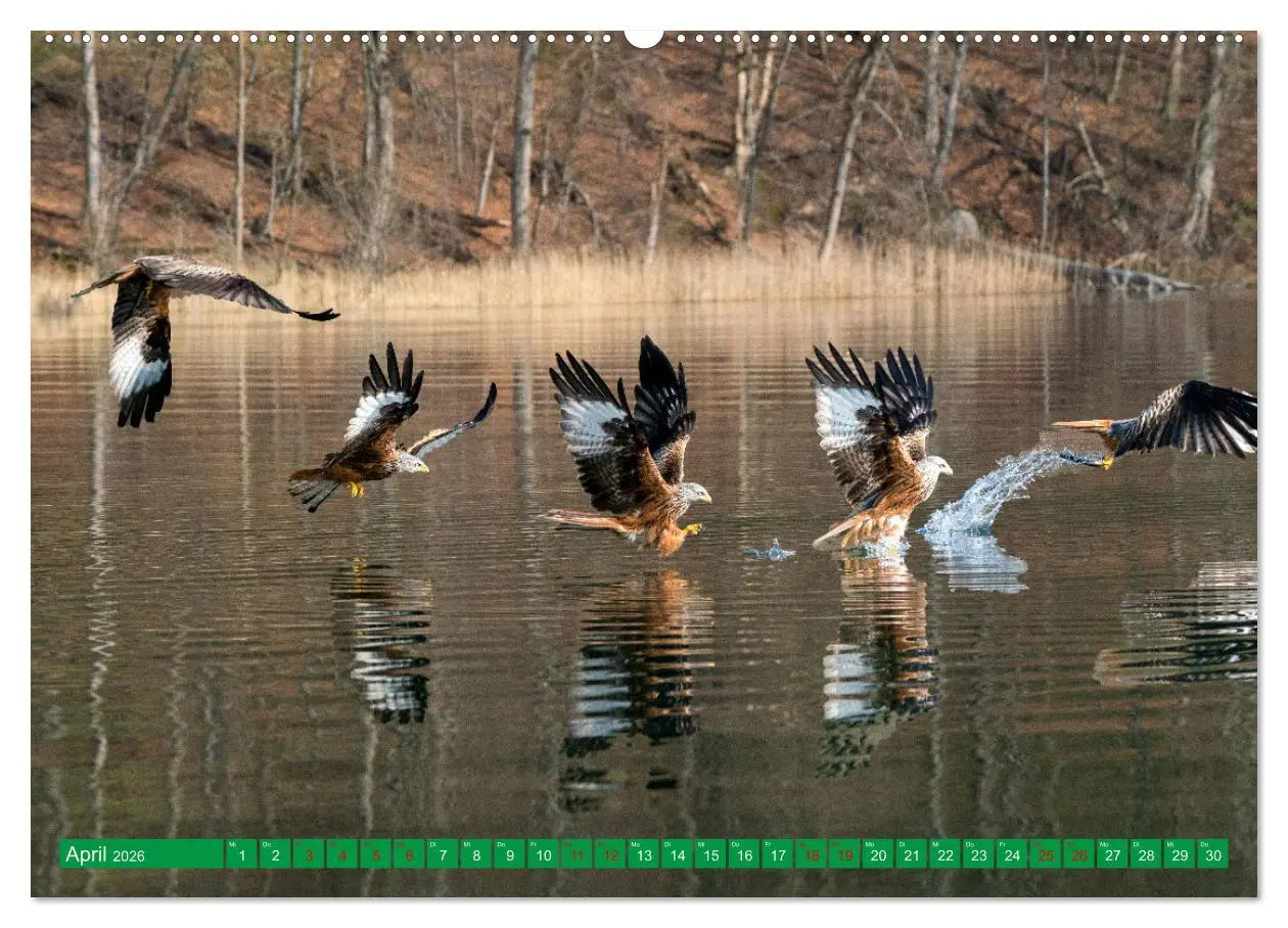 Bild: 9783457514917 | Greifvögel - wild und schön (Wandkalender 2026 DIN A2 quer),...