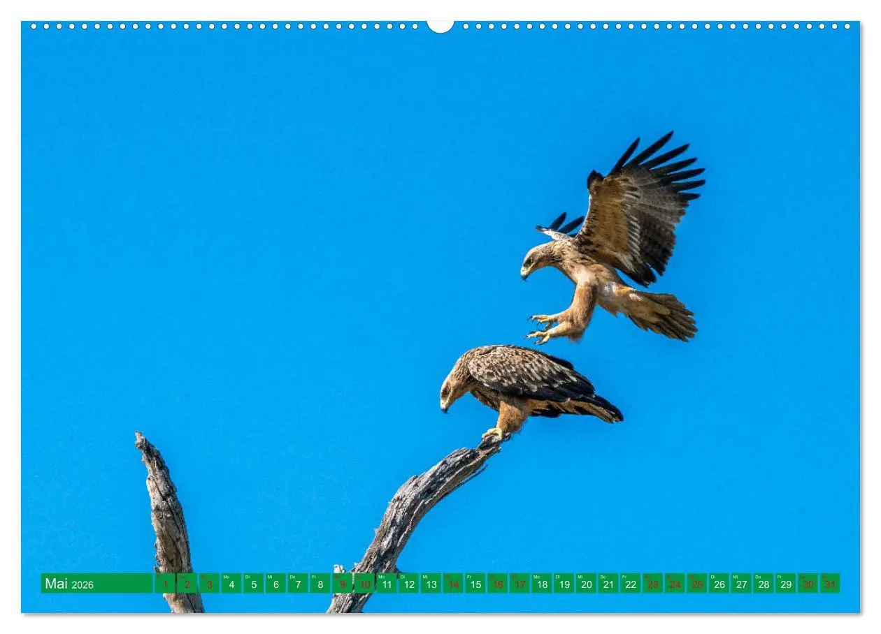 Bild: 9783457514917 | Greifvögel - wild und schön (Wandkalender 2026 DIN A2 quer),...