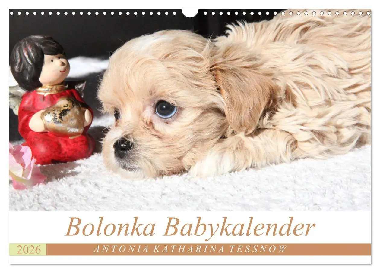 Cover: 9783457885017 | Bolonka Babykalender 2026 (Wandkalender 2026 DIN A3 quer), CALVENDO...