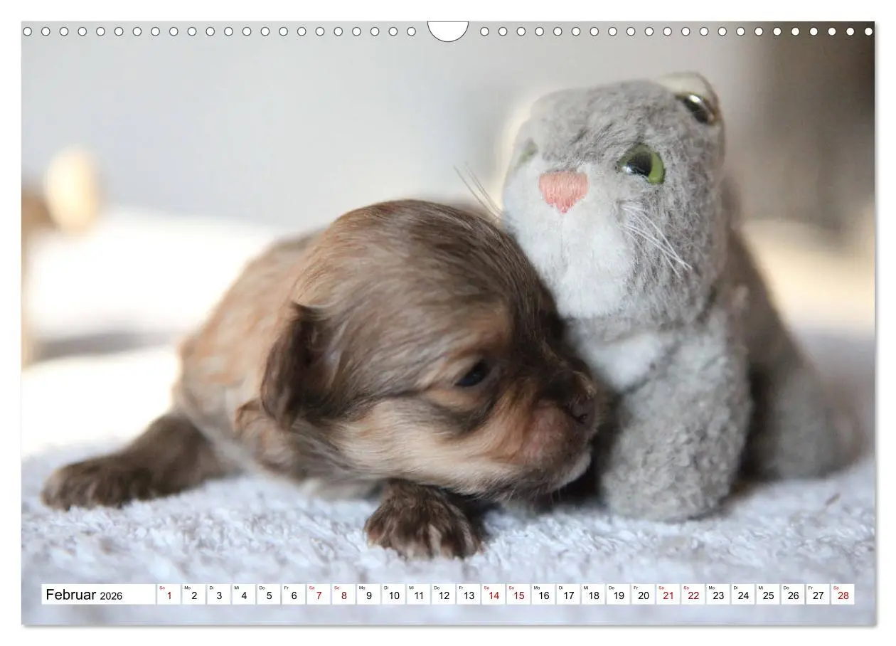 Bild: 9783457885017 | Bolonka Babykalender 2026 (Wandkalender 2026 DIN A3 quer), CALVENDO...