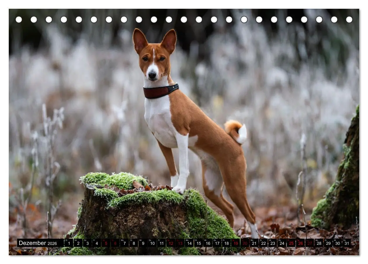 Bild: 9783457555217 | Liebenswerte Basenjis (Tischkalender 2026 DIN A5 quer), CALVENDO...