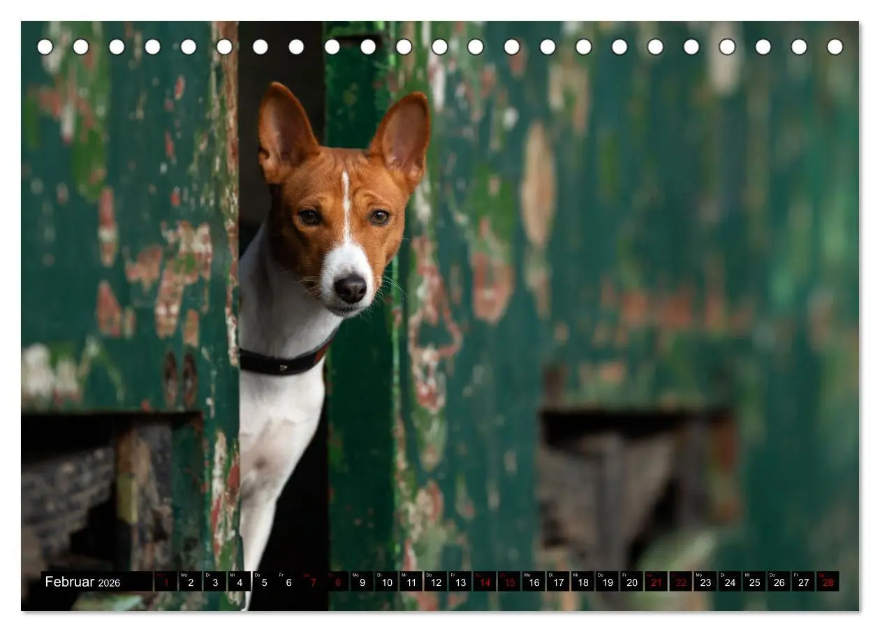 Bild: 9783457555217 | Liebenswerte Basenjis (Tischkalender 2026 DIN A5 quer), CALVENDO...