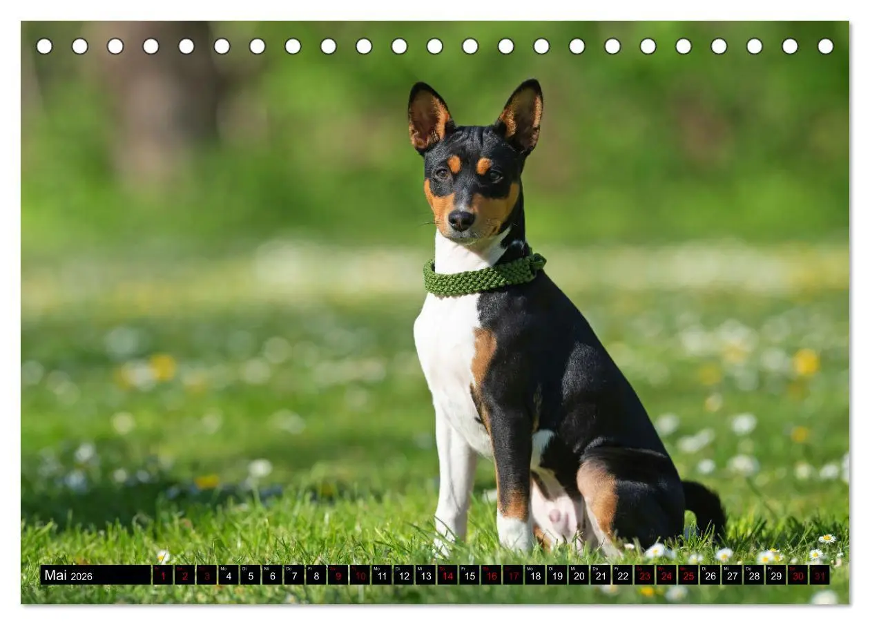 Bild: 9783457555217 | Liebenswerte Basenjis (Tischkalender 2026 DIN A5 quer), CALVENDO...