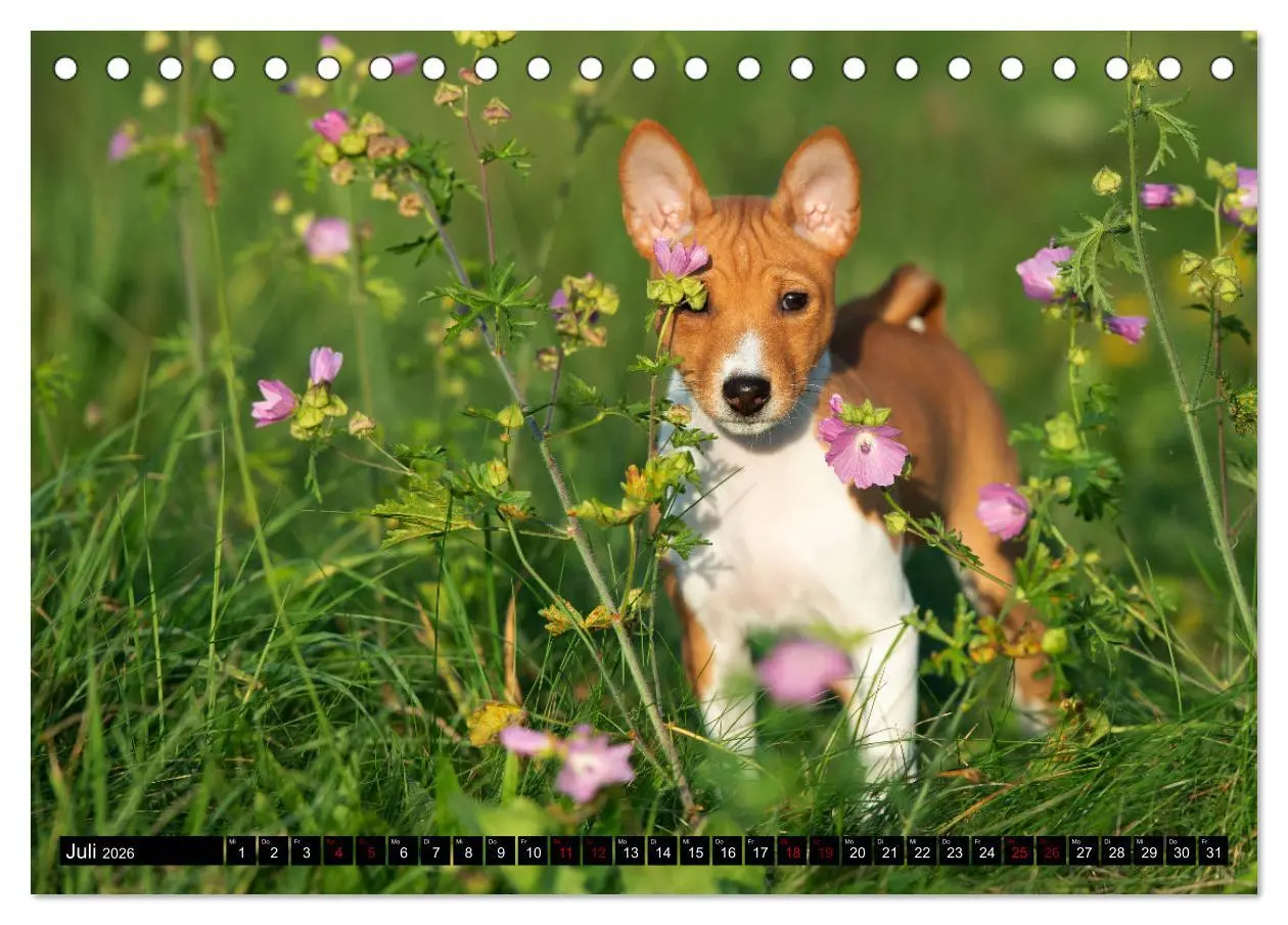 Bild: 9783457555217 | Liebenswerte Basenjis (Tischkalender 2026 DIN A5 quer), CALVENDO...