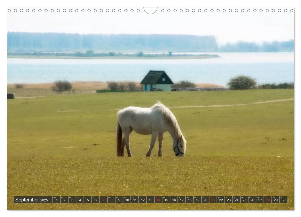 Bild: 9783435755417 | Insel Hiddensee (Wandkalender 2025 DIN A3 quer), CALVENDO...