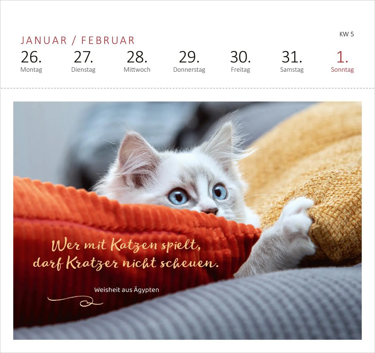 Bild: 4014489135517 | Postkartenkalender Katzenweisheiten 2026 | Kalender | Spiralaufsteller
