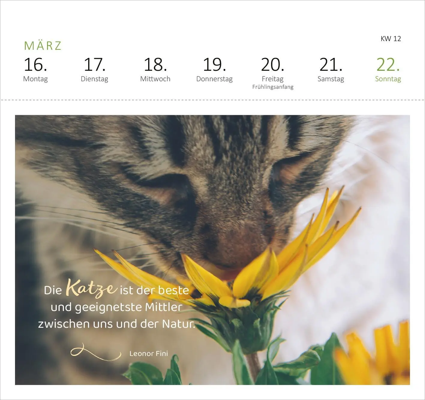 Bild: 4014489135517 | Postkartenkalender Katzenweisheiten 2026 | Kalender | Spiralaufsteller