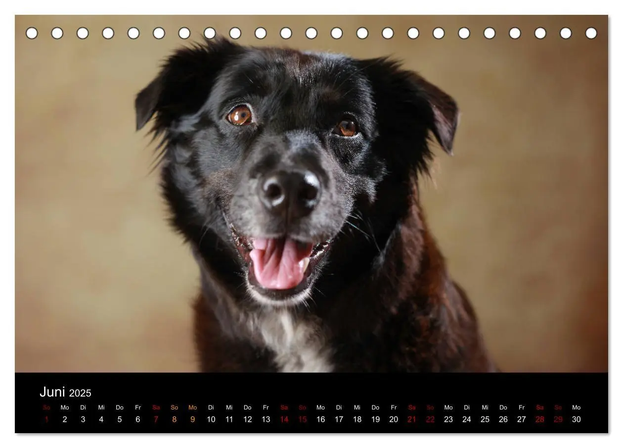 Bild: 9783435435517 | Charmante Australian Shepherds (Tischkalender 2025 DIN A5 quer),...