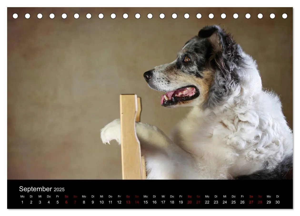 Bild: 9783435435517 | Charmante Australian Shepherds (Tischkalender 2025 DIN A5 quer),...