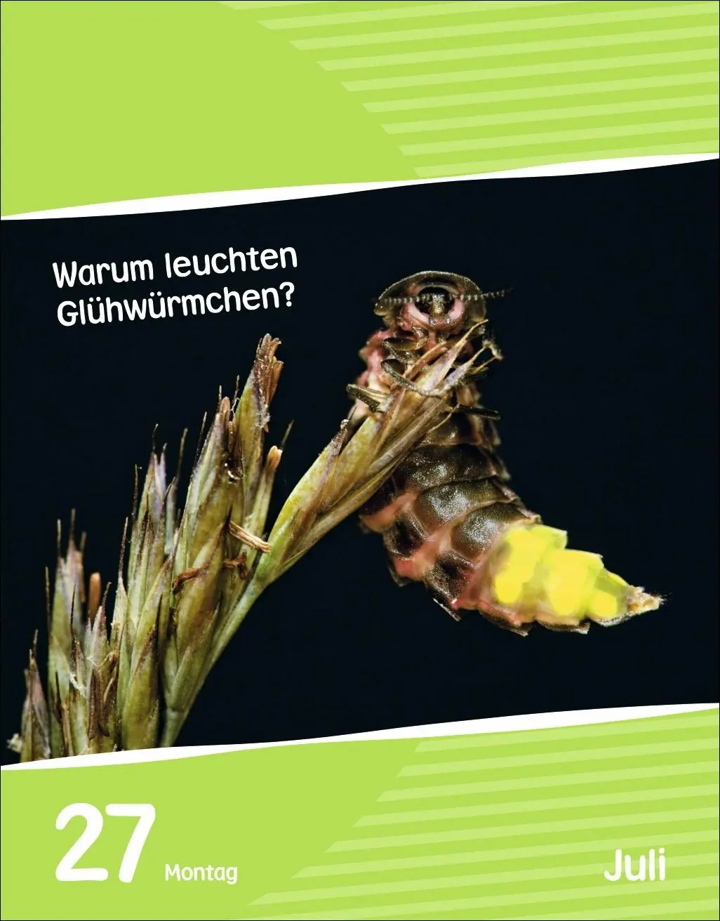 Bild: 9783840035517 | Wissen für Kids Tagesabreißkalender 2026 | Christine Schlitt (u. a.)