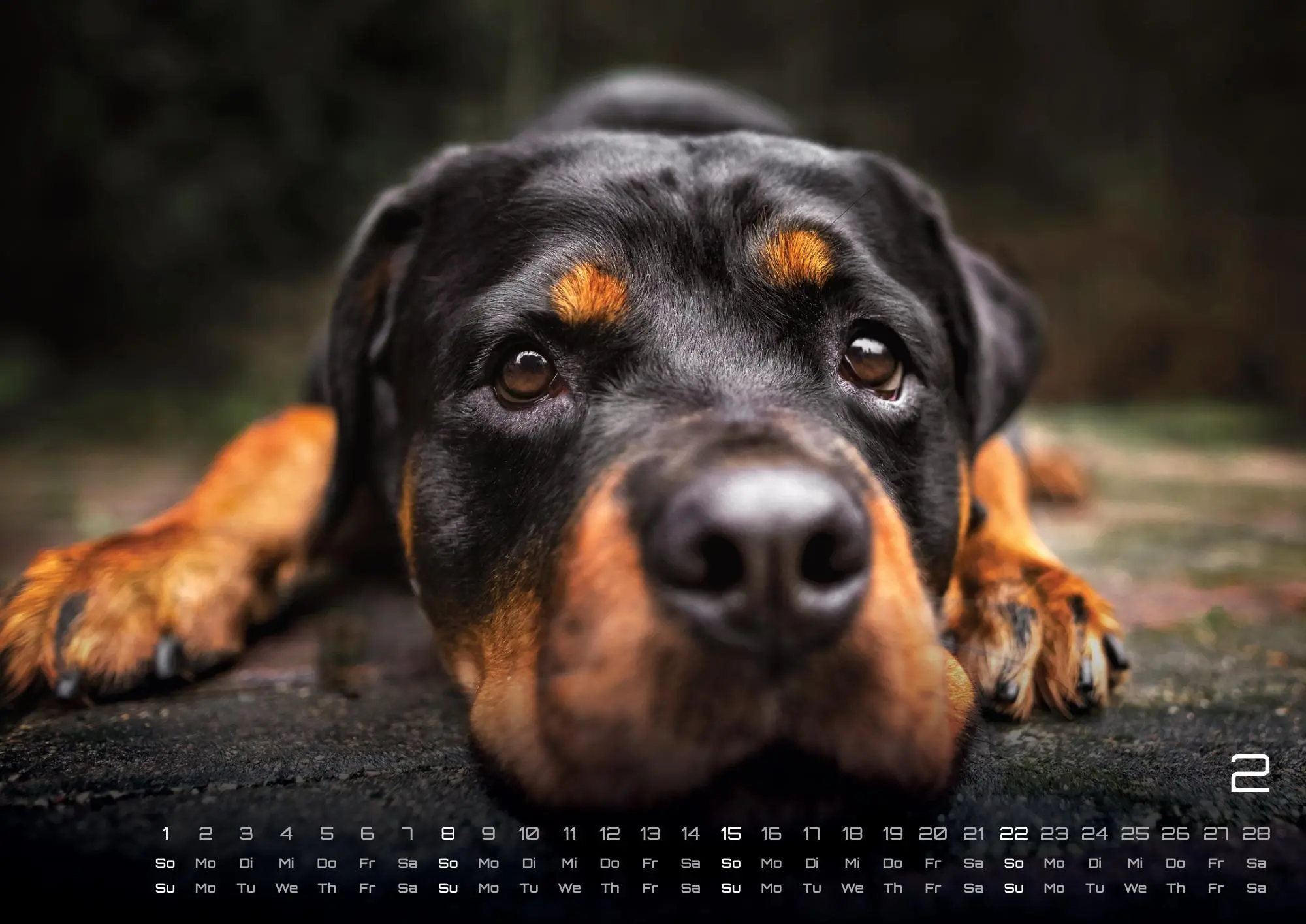 Bild: 9783986735517 | Wuff - Unsere Vierbeiner - Der Hundekalender - 2026 - Kalender DIN A3