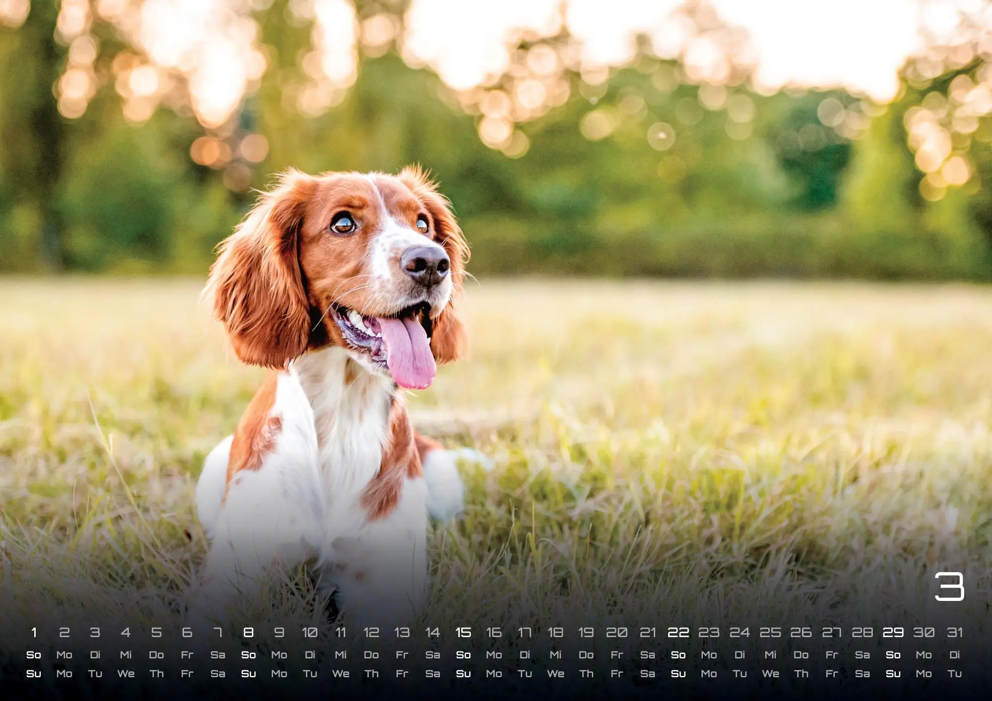 Bild: 9783986735517 | Wuff - Unsere Vierbeiner - Der Hundekalender - 2026 - Kalender DIN A3