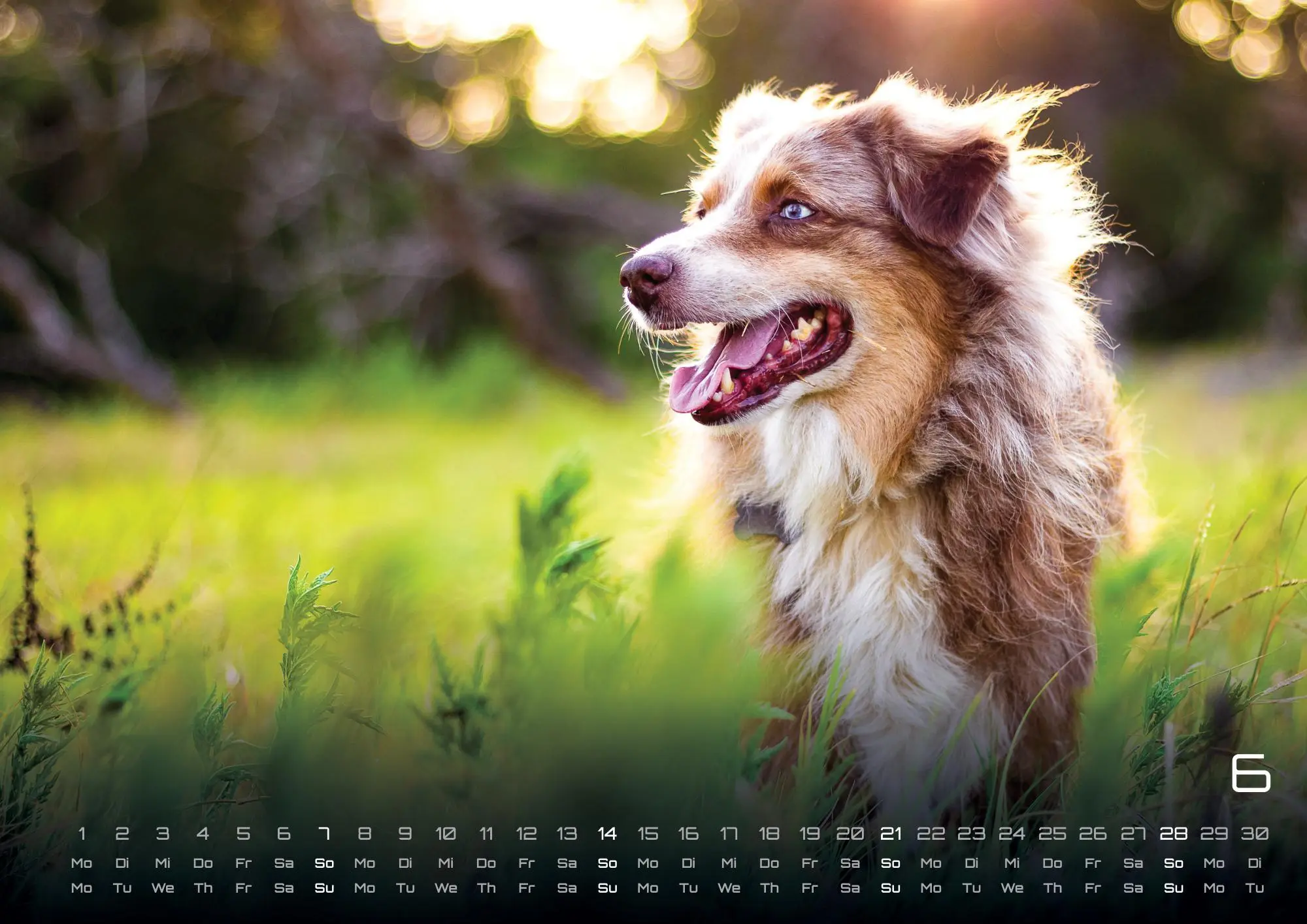 Bild: 9783986735517 | Wuff - Unsere Vierbeiner - Der Hundekalender - 2026 - Kalender DIN A3