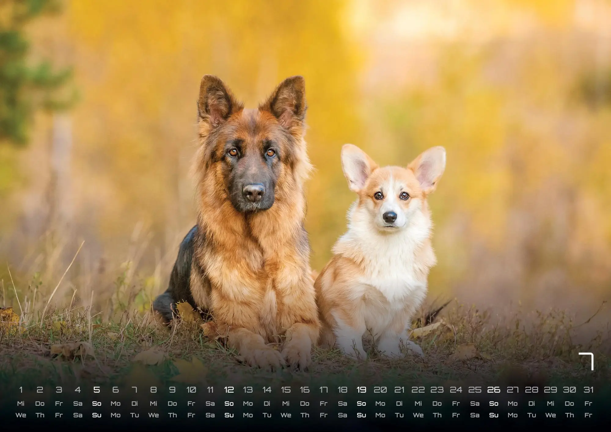 Bild: 9783986735517 | Wuff - Unsere Vierbeiner - Der Hundekalender - 2026 - Kalender DIN A3