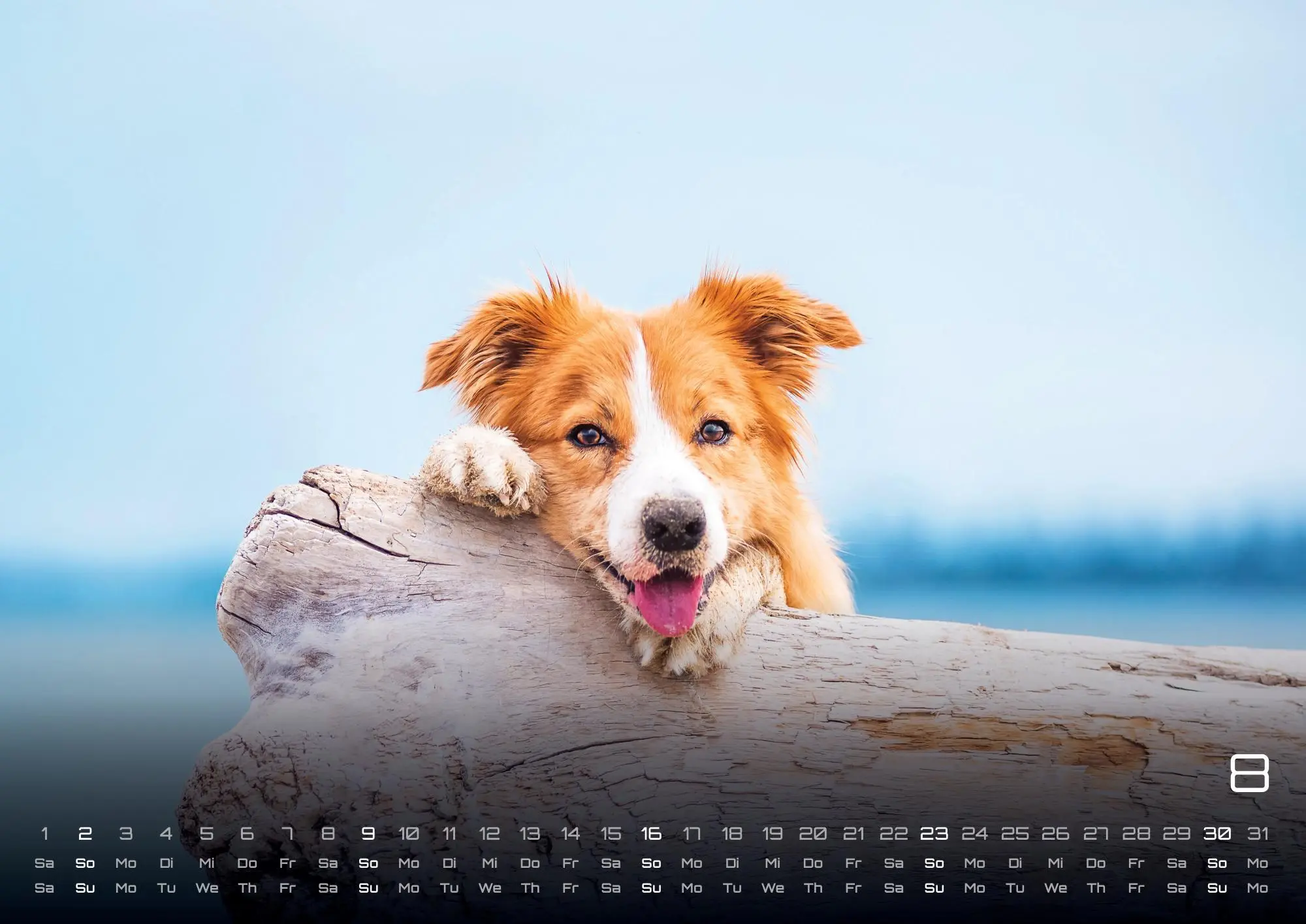 Bild: 9783986735517 | Wuff - Unsere Vierbeiner - Der Hundekalender - 2026 - Kalender DIN A3