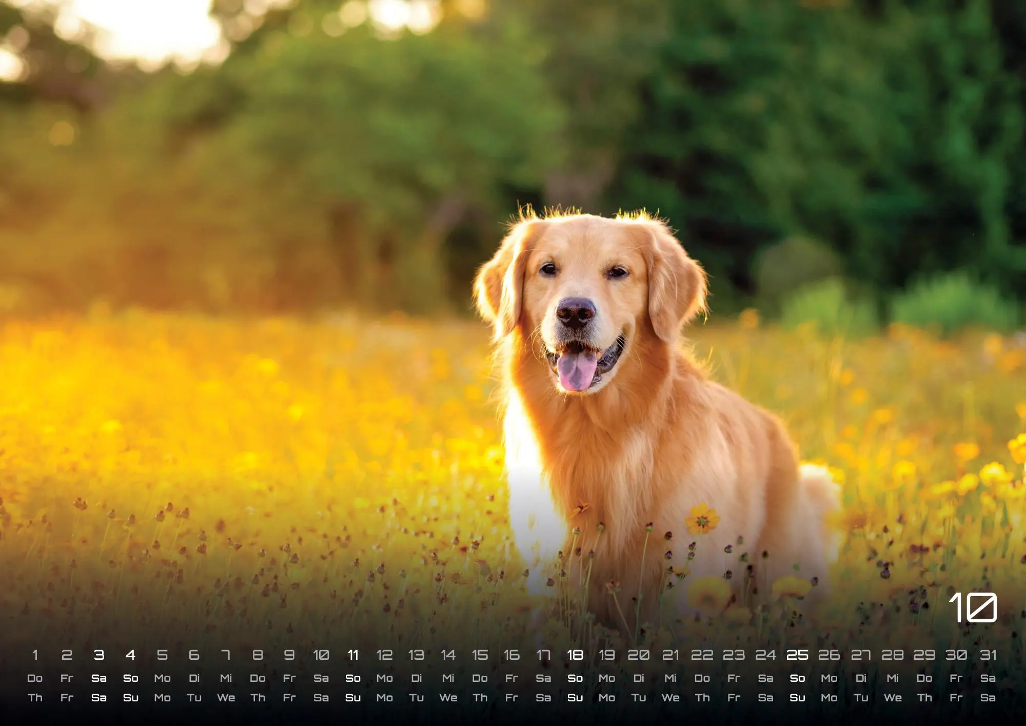 Bild: 9783986735517 | Wuff - Unsere Vierbeiner - Der Hundekalender - 2026 - Kalender DIN A3