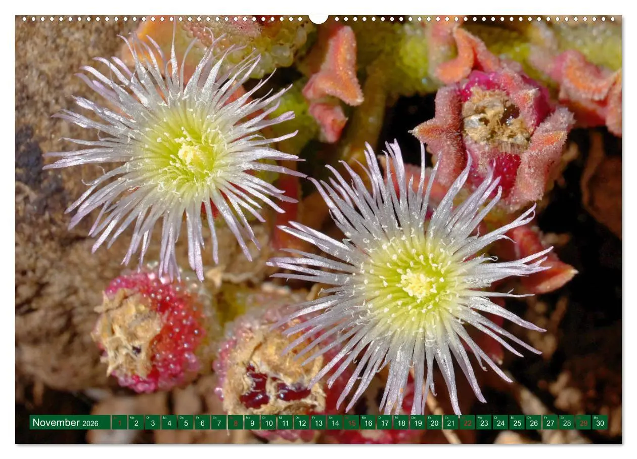 Bild: 9783516085617 | Madeiras Blütenzauber (hochwertiger Premium Wandkalender 2026 DIN...