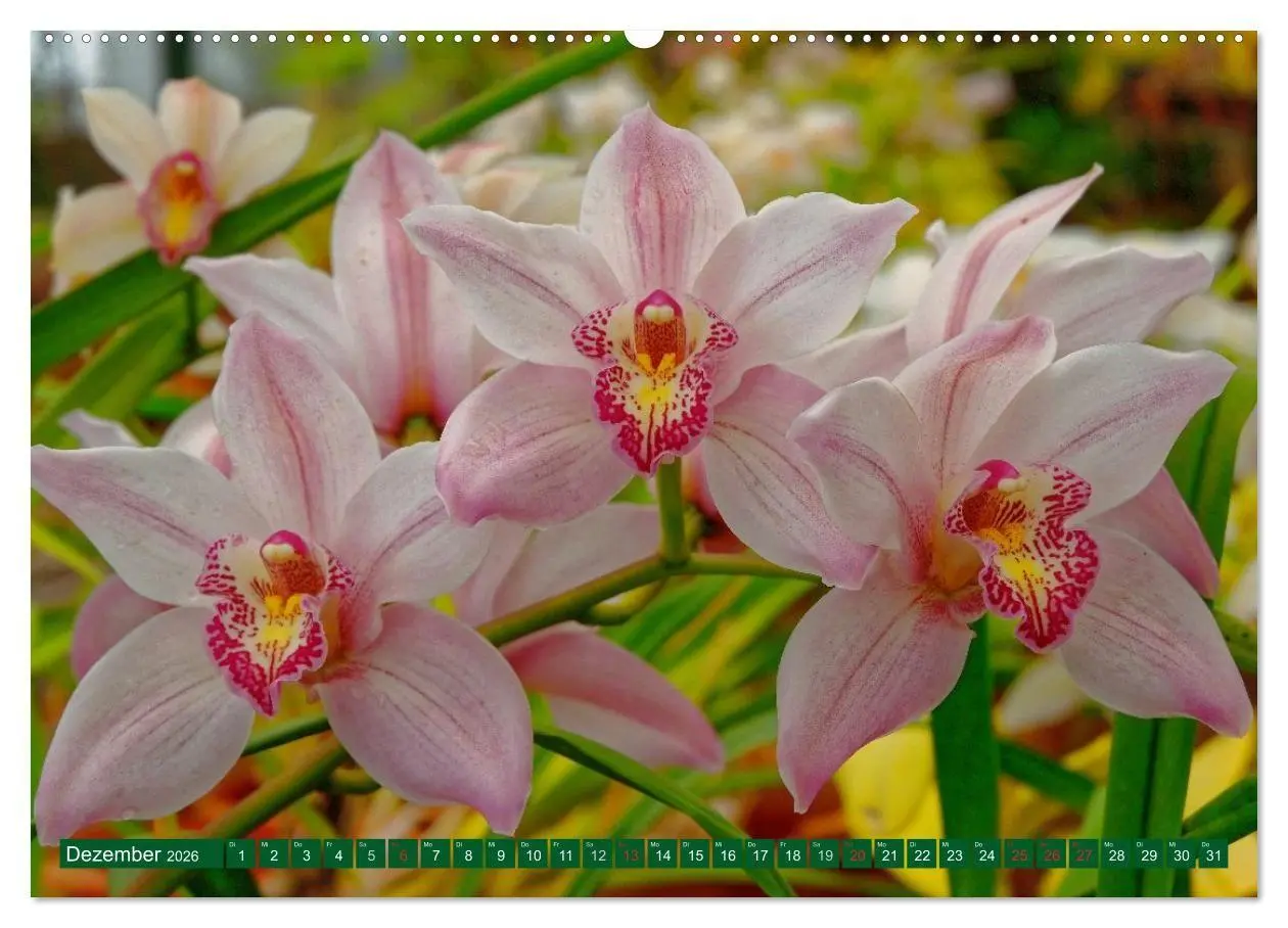 Bild: 9783516085617 | Madeiras Blütenzauber (hochwertiger Premium Wandkalender 2026 DIN...