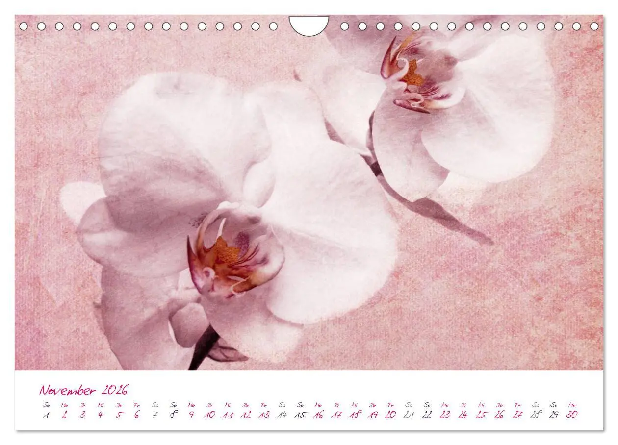 Bild: 9783516225617 | Momente in Rosa (Wandkalender 2026 DIN A4 quer), CALVENDO...