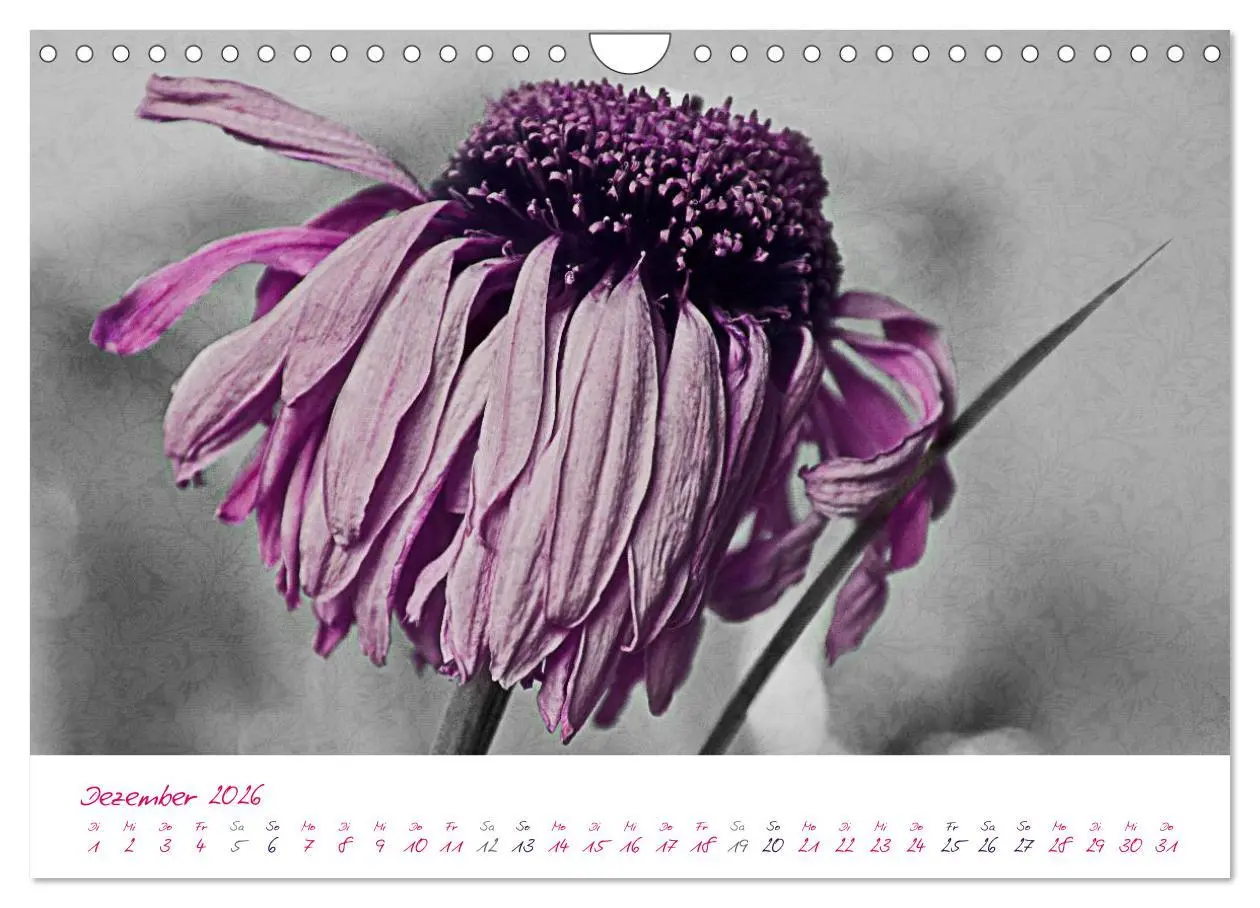 Bild: 9783516225617 | Momente in Rosa (Wandkalender 2026 DIN A4 quer), CALVENDO...