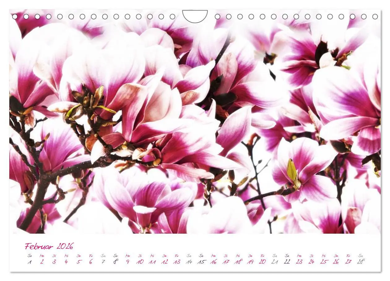 Bild: 9783516225617 | Momente in Rosa (Wandkalender 2026 DIN A4 quer), CALVENDO...