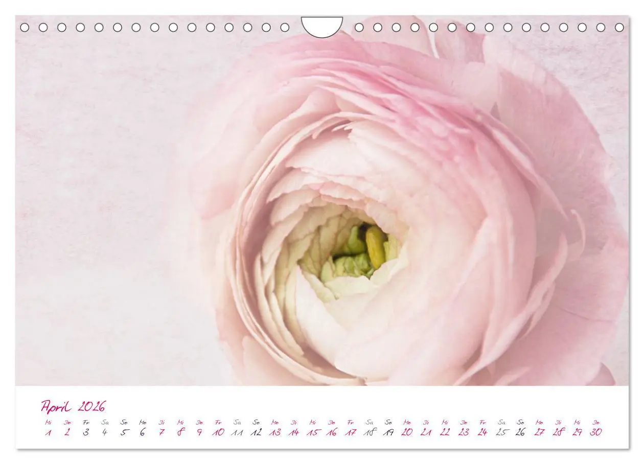 Bild: 9783516225617 | Momente in Rosa (Wandkalender 2026 DIN A4 quer), CALVENDO...
