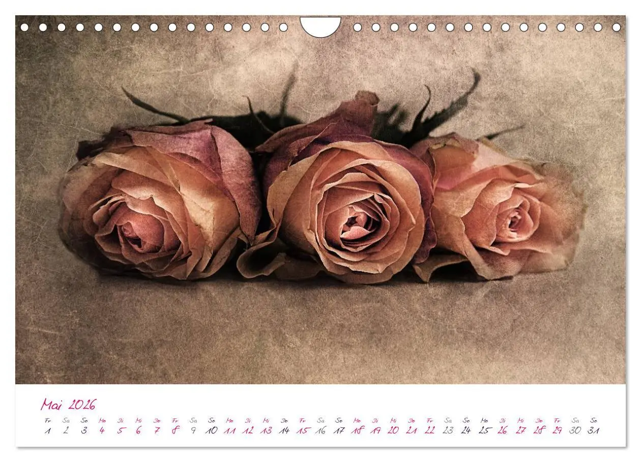 Bild: 9783516225617 | Momente in Rosa (Wandkalender 2026 DIN A4 quer), CALVENDO...