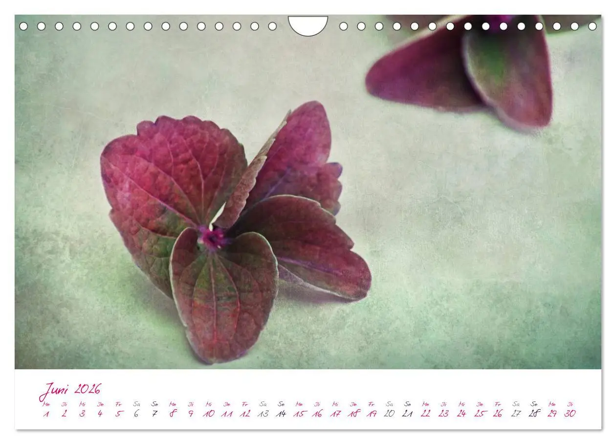 Bild: 9783516225617 | Momente in Rosa (Wandkalender 2026 DIN A4 quer), CALVENDO...
