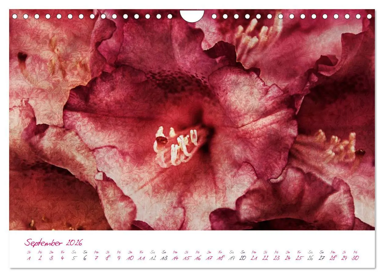 Bild: 9783516225617 | Momente in Rosa (Wandkalender 2026 DIN A4 quer), CALVENDO...