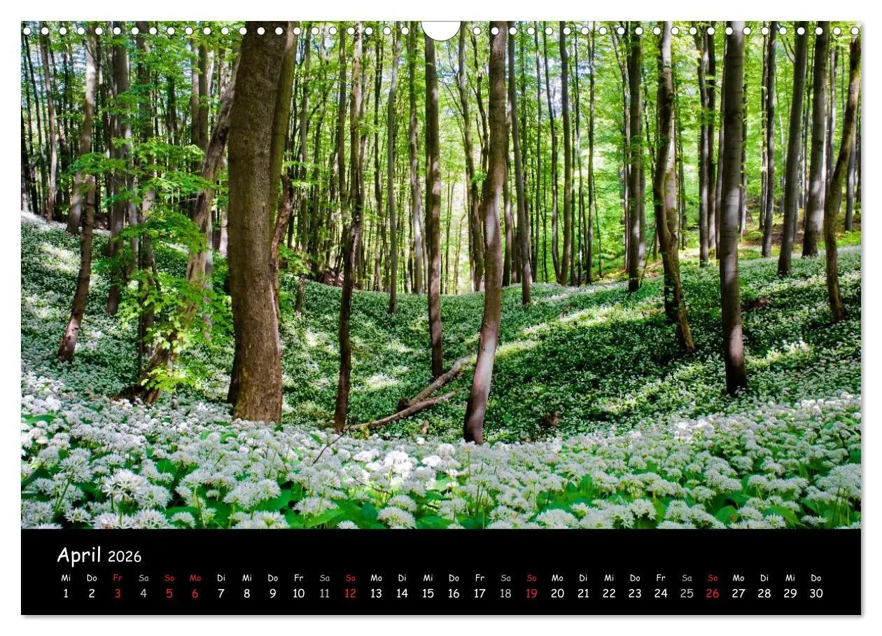 Bild: 9783516075717 | Faszination Harz 2026 (Wandkalender 2026 DIN A3 quer), CALVENDO...