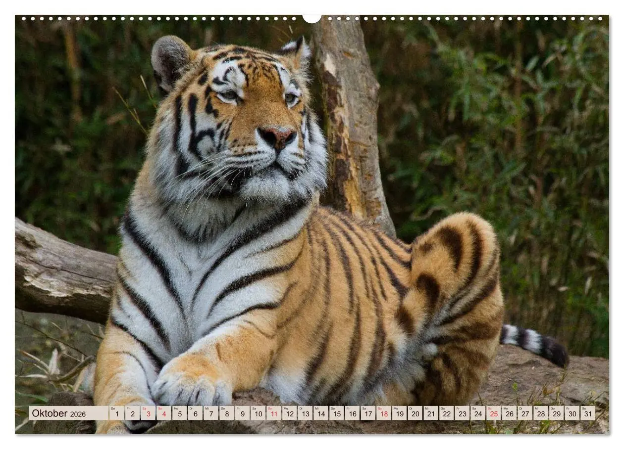 Bild: 9783516145717 | Tiger. Gestreift, wild u. schön (Wandkalender 2026 DIN A2 quer),...