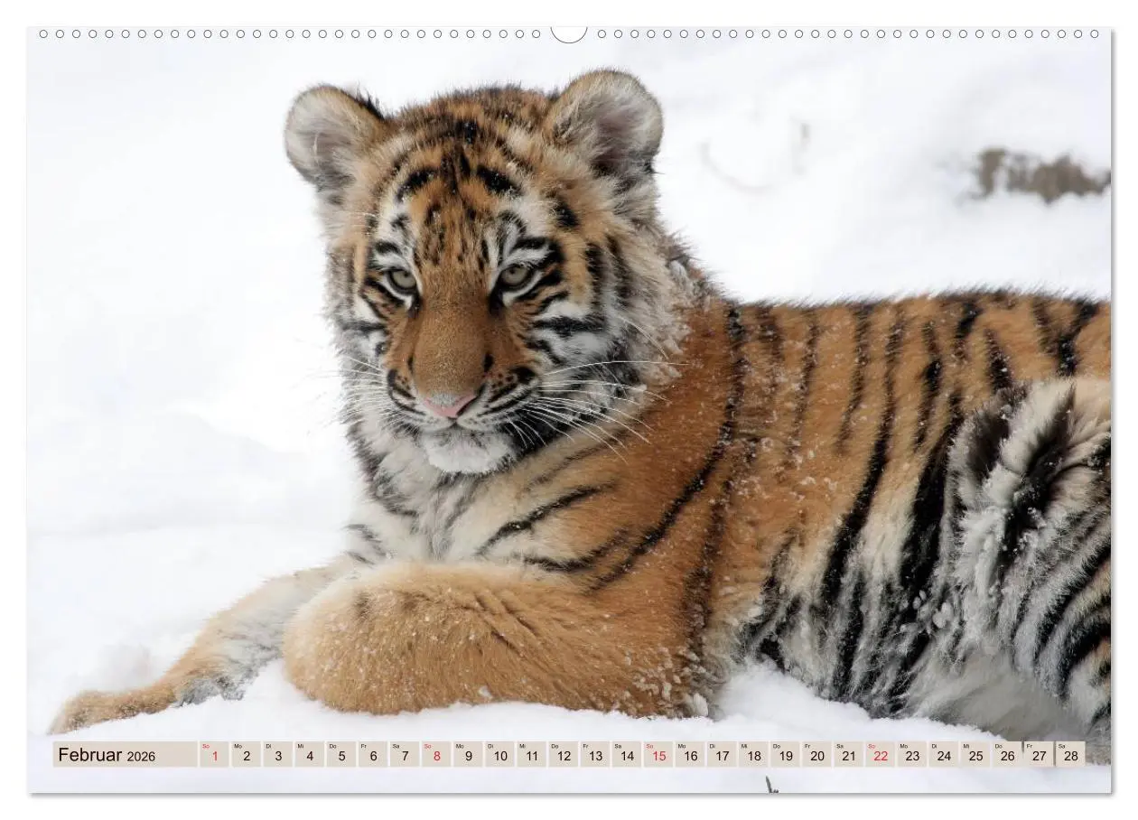 Bild: 9783516145717 | Tiger. Gestreift, wild u. schön (Wandkalender 2026 DIN A2 quer),...