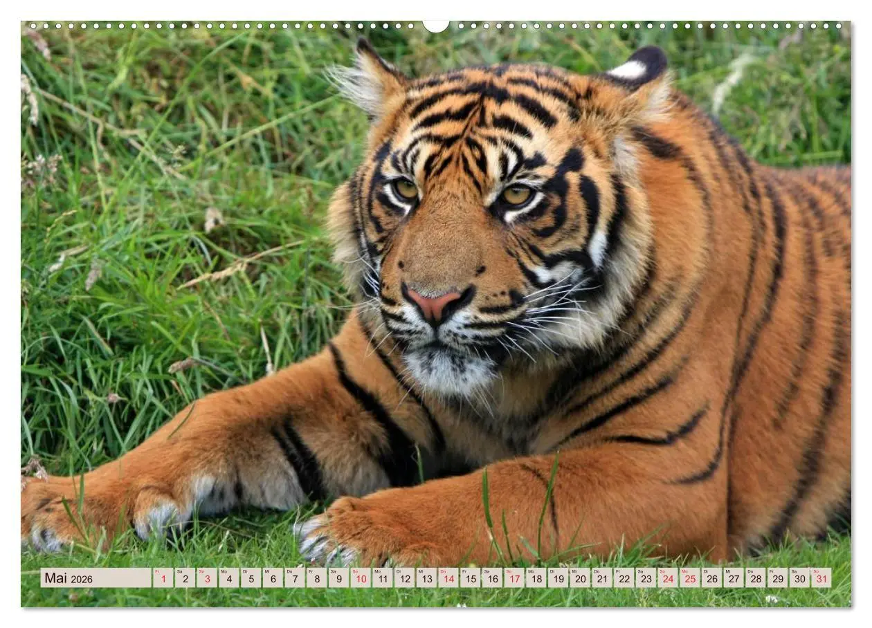 Bild: 9783516145717 | Tiger. Gestreift, wild u. schön (Wandkalender 2026 DIN A2 quer),...